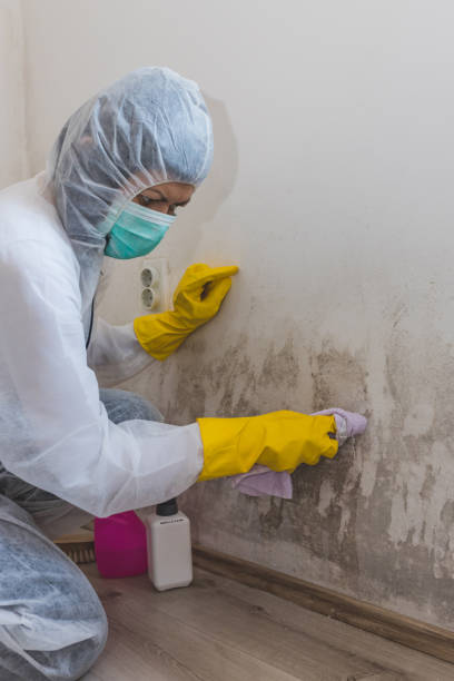 Trusted Flower Hill, MD Mold Removal Experts